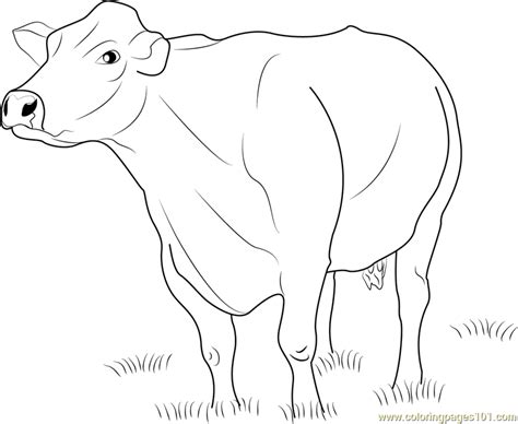 Jersey Dairy Cattle Coloring Page for Kids - Free Cow Printable ...