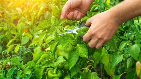 Pourquoi Vous Devriez Tailler Les Plants De Poivrons Pour Des R Coltes