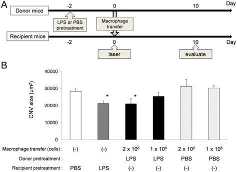 The donor mice were injected with LPS 20 µg PBS 200 µl or PBS 200