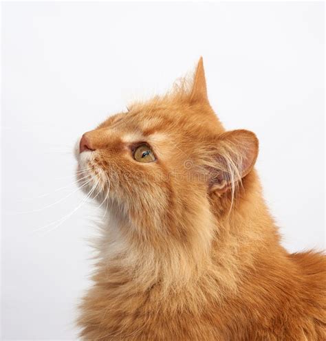 Profile Of An Adult Ginger Fluffy Cat With A Large Mustache On A White ...