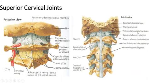 Gross Anatomy Head And Neck Joints Of Neck 1 Youtube