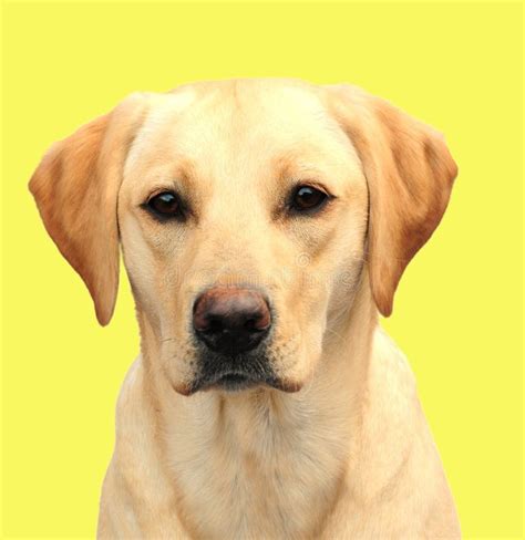 Yellow Labrador Royalty Free Stock Images - Image: 8999949