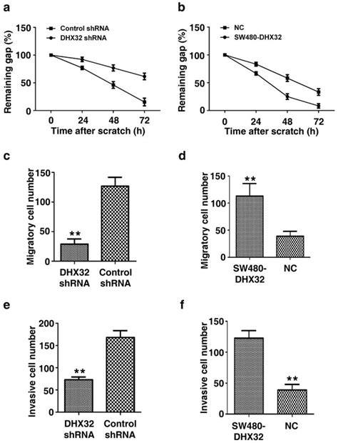 Dhx32 Promotes Crc Cells Migration And Invasion Aandb Scratch Wound Download Scientific