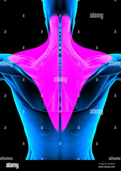 Red Trapezius Muscle In X Ray 3d Rendering Stock Photo Alamy