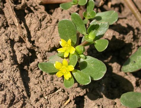 Purslane Weed