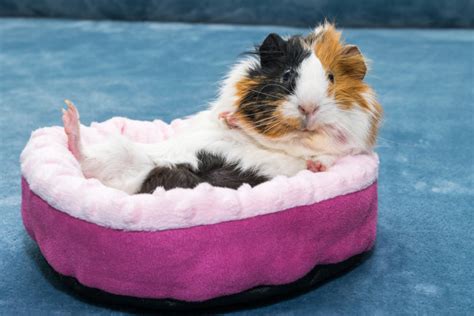 5 Essential Guinea Pig Supplies Every Beginner Needs Small Pet Select