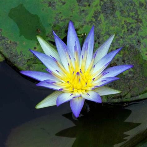 Blue Lotus Flower Tea Recipe Best Flower Site