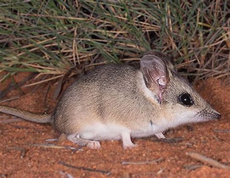 South Australian Mediterranean Forests Woodlands And Scrub Au5 One Earth