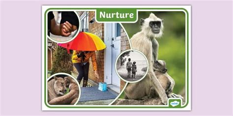 Nurture Photo Display Poster Teacher Made Twinkl