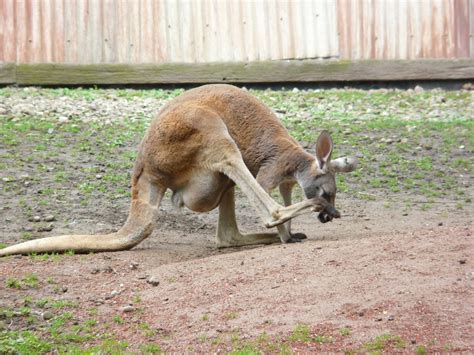 Red Kangaroo Cleveland Zoo 6813 Polymerstew Flickr