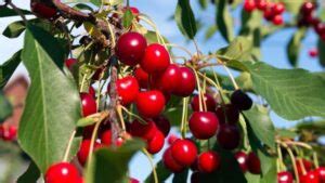 Cu Nto Tiempo Tarda Un Rbol De Cereza En Dar Frutos Descubre