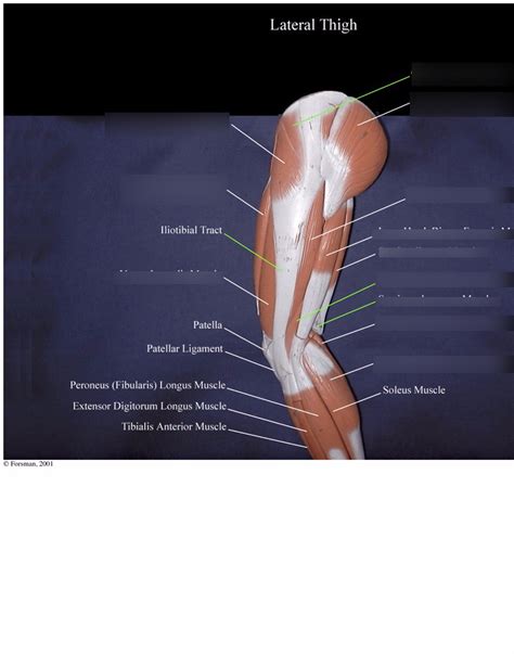 Lateral Thigh Model Diagram Quizlet