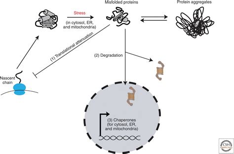 Functional Modules Of The Proteostasis Network