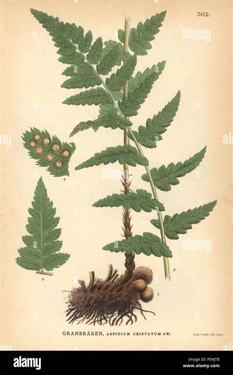 Crested Wood Fern Dryopteris Cristata Chromolithograph From Carl