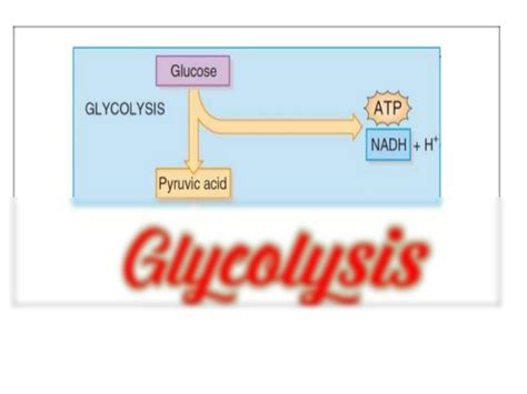 Solution Glycolysis Part 1 Studypool