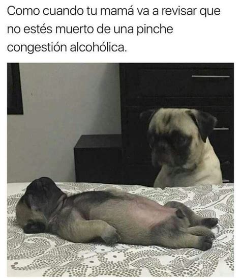 Pin de Ariadne Durán en Memes xD Pugs divertidos Pugs adorables