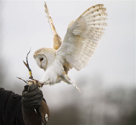 Barn Owl Landing on Gauntlet by Paul Roberts - Photo 1392741 / 500px