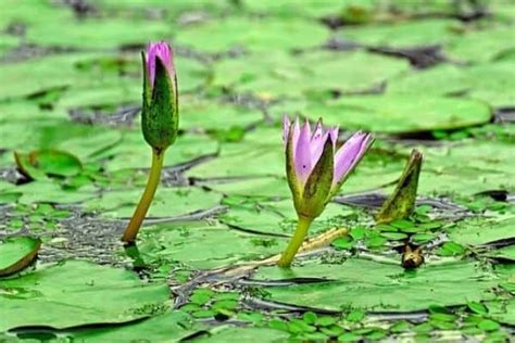 How To Grow Water Lilies From Seed Water Garden Advice