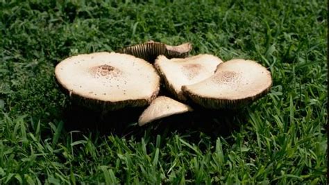 Fairy Rings Lawns University Of Maryland Extension