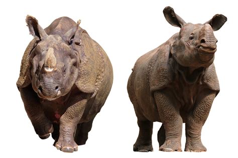 Animals Rhino Pachyderm Free Photo On Pixabay Pixabay
