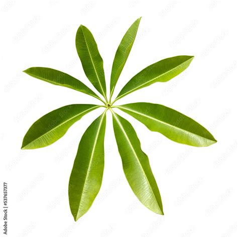 Alstonia scholaris leaves isolated on transparent background Stock ...