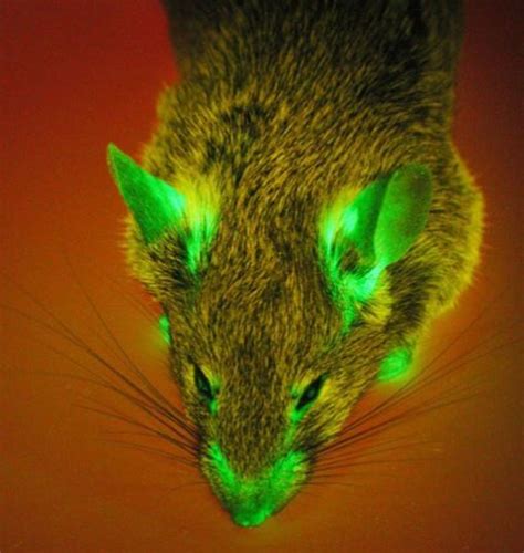 Creyente Fundir ordenar gfp transgenic mouse espía Soledad Por adelantado