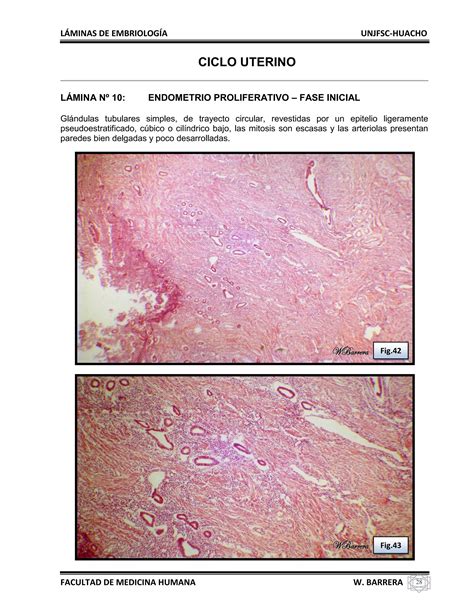 Atlas De Embriolog A Pdf