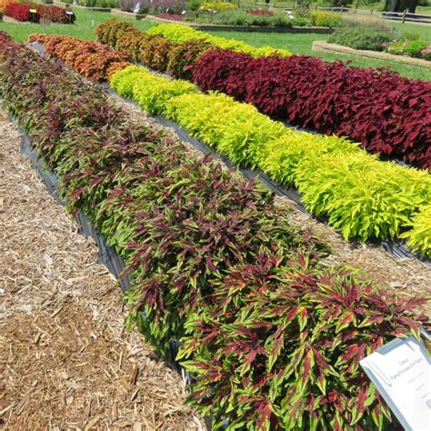 Coleus Flamethrower Chili Pepper Rcop