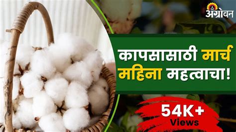 Cotton Rate कापूस वायदे सुरू झाले कापूस दर सुधारतील का ॲग्रोवन