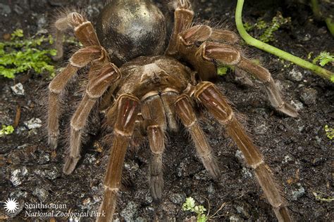 Spider The Size Of A Puppy! | Youngzine