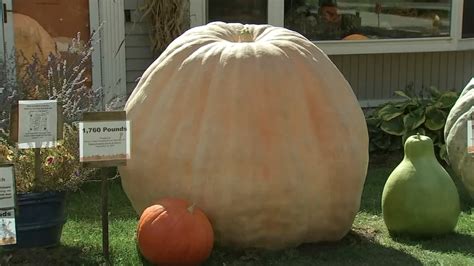 Pumpkin Patch Near Me Biggest Pumpkin In Illinois Grown By Wheaton Man Joe Adkins Abc7 Chicago