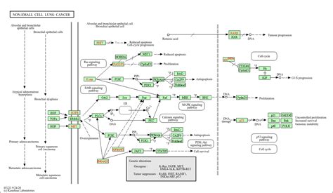 KEGG PATHWAY Non Small Cell Lung Cancer Homo Sapiens Human