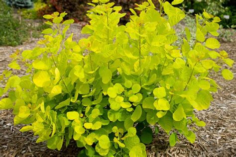 Cotinus Coggygria Golden Spirit Smokebush