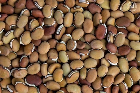 Whole Bitter Field Bean Hyacinth Bean Ooo Farms