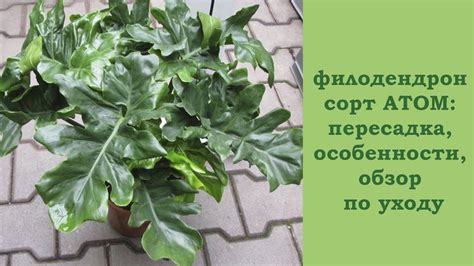 Филодендрон АТОМ: все самое полезное! - YouTube