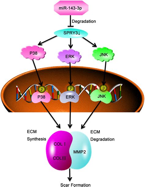 Microrna P Promotes Human Cardiac Fibrosis Via Targeting Sprouty