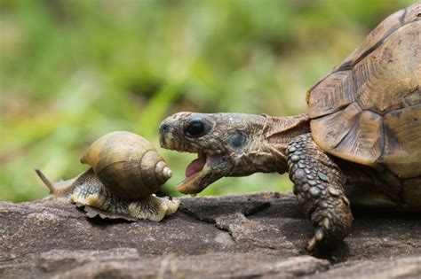 Tortoise Attack | Animals, Giant african land snails, Cute animals