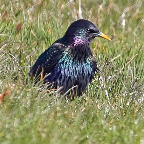 Bird Watching In Sweden Common Starling Stare