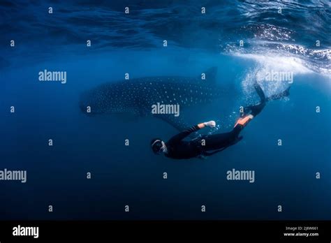 Swimming with Whale Sharks (Rhincodon typus) in La Paz, Baja California ...