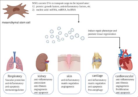 Figure 1 From Mesenchymal Stem Cell Derived Extracellular Vesicles In