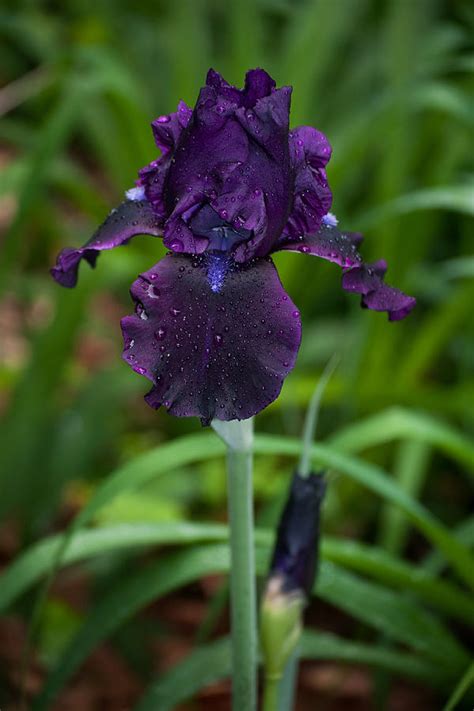 Black Iris Photograph by Penny Lisowski