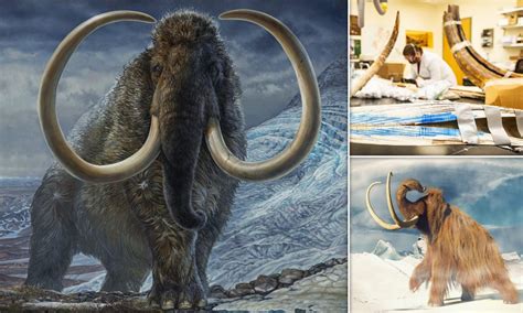 Groundbreaking Study Of A Woolly Mammoth Shows How Much It R