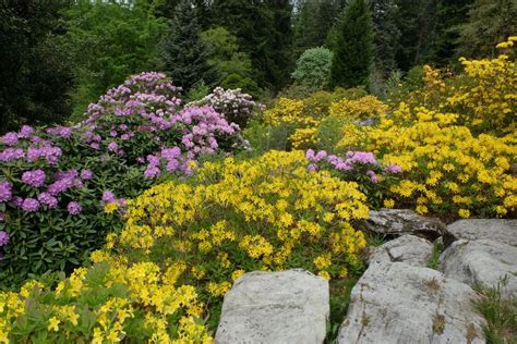 Cragside A Kaleidoscope Of Colour With Its Rhododendrons And Azaleas