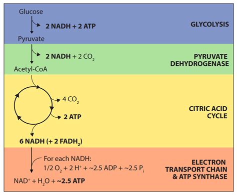 Glycolysis Citric Acid Cycle Electron Transport Chain