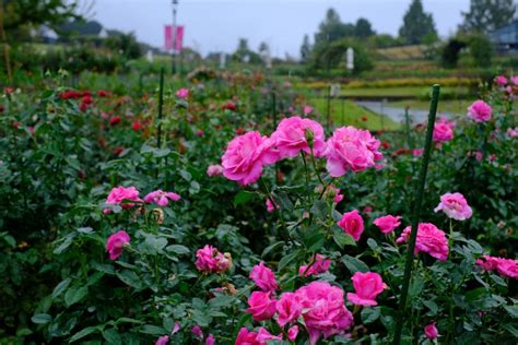 2022 10 6【開花状況】秋バラの開花状況。ダブルで空にかかる虹