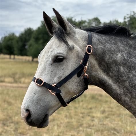 Premium Leather Halter With Rose Gold Fittings Newmarket Saddlery