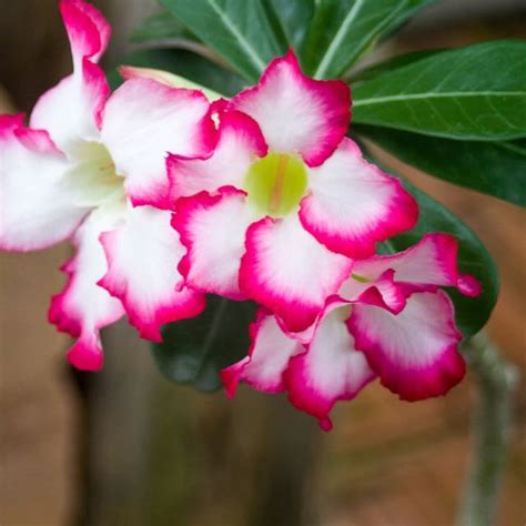 Desert Rose Picotee Adenium Obesum Live Plant Etsy