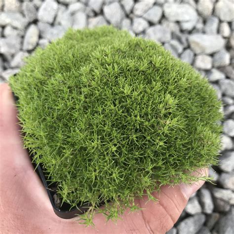 Scleranthus Uniflorus New Zealand Moss 35 Pot Little Prince To Go
