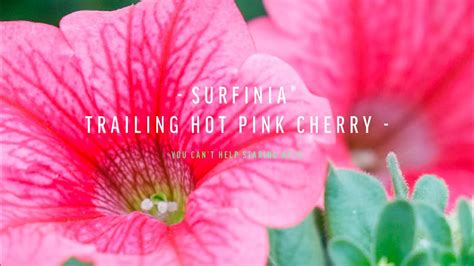 Surfinia Trailing Hot Pink Cherry Sunpet 4283 YouTube