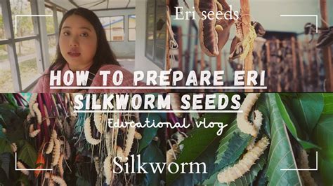 How To Prepare Eri Silkworm Seeds YouTube